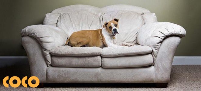 Nên mua sofa nỉ hay da nếu nhà nuôi thú cưng