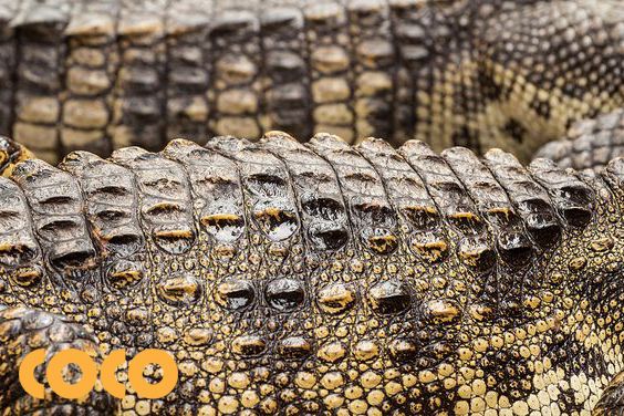 da bò dập vân cá sấu